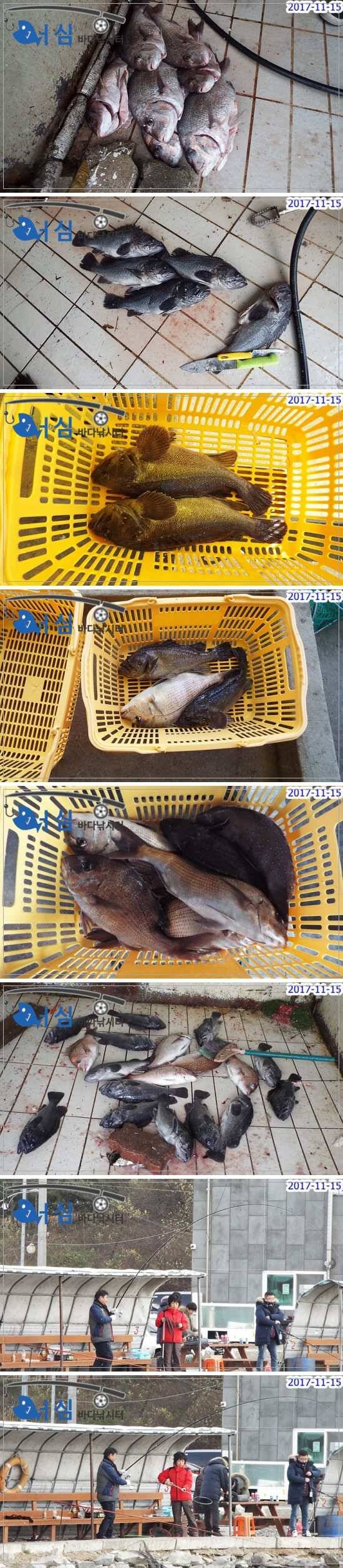 11월15일어심바다낚시터조황 (유료터정보 - 유료터점주조황)