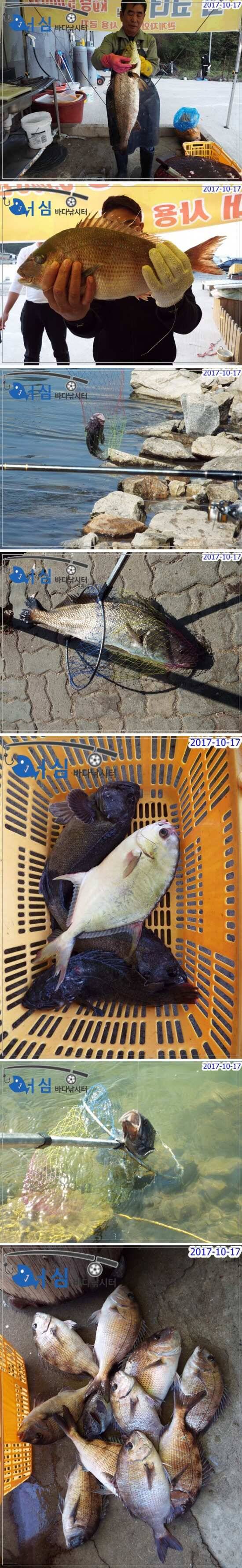 10월 17일 어심바다낚시터 조황 사진 (유료터정보 - 유료터점주조황)