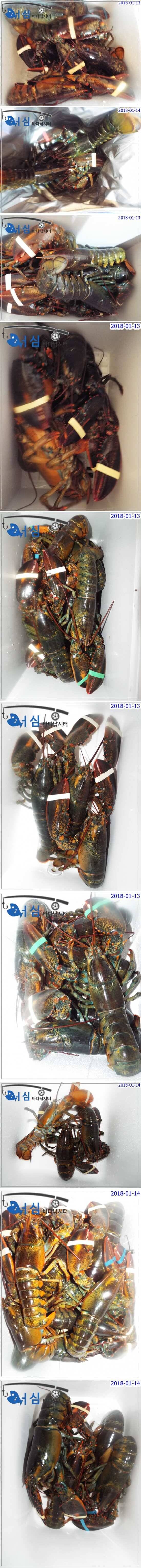 1월14일 어심바다낚시터조황 (유료터정보 - 유료터점주조황)