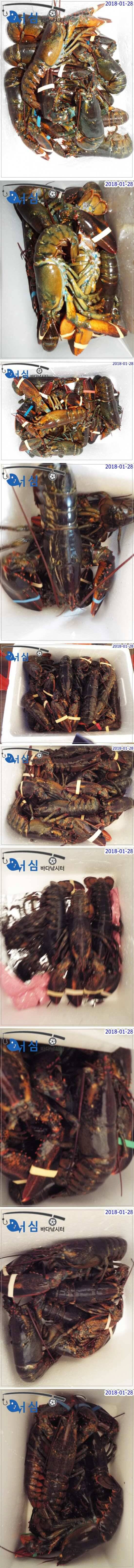 1월28일 어심바다낚시터조황 (유료터정보 - 유료터점주조황)