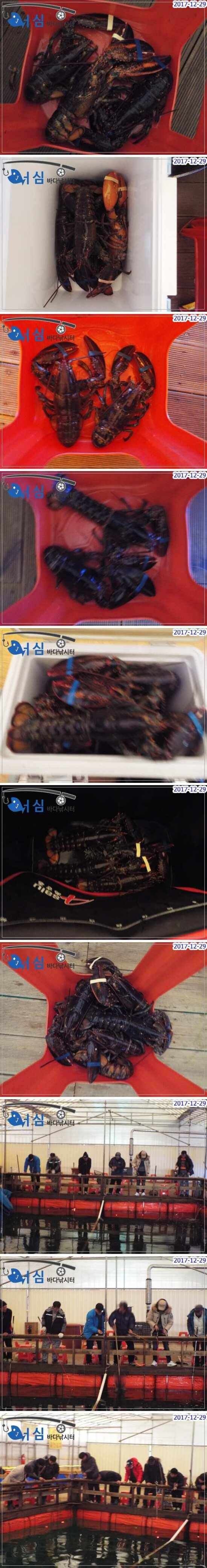 12월29일어심바다낚시터조황 (유료터정보 - 유료터점주조황)