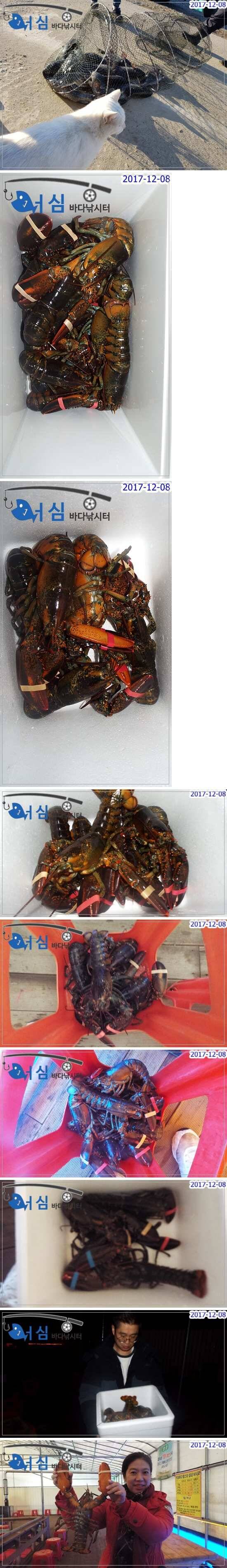 12월08일어심바다낚시터조황노지하우스 (유료터정보 - 유료터점주조황)