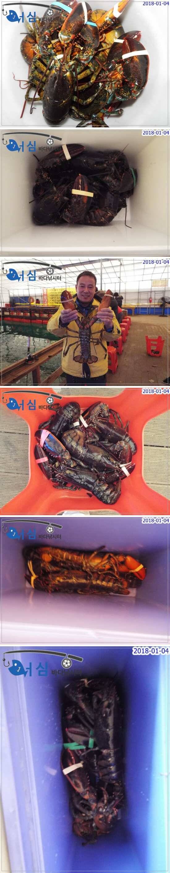 1월04일어심바다낚시터조황 (유료터정보 - 유료터점주조황)