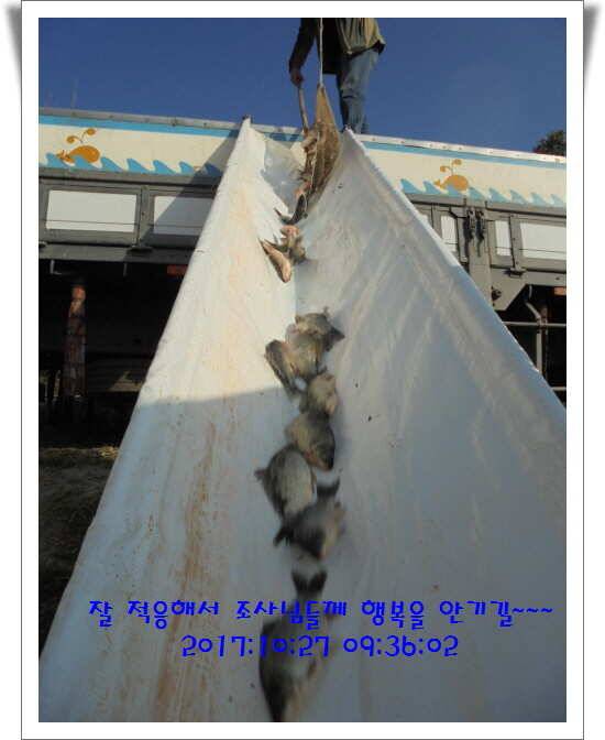 도심속의 작은 쉼터 화성 관리낚시터입니다10월의 마지막 날입니다 (유료터정보 - 유료터점주조황)