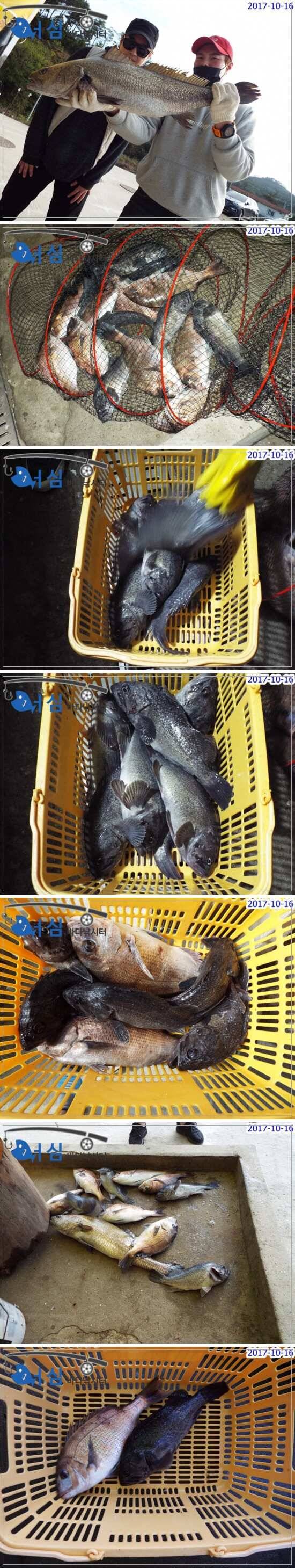 10월 16일 어심바다낚시터 조황 사진 (유료터정보 - 유료터점주조황)