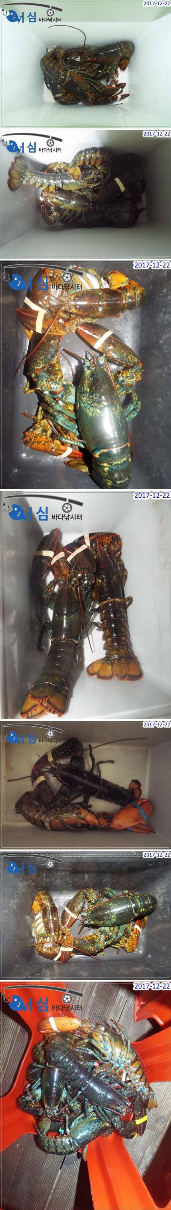 12월22일어심바다낚시터조황 (유료터정보 - 유료터점주조황)