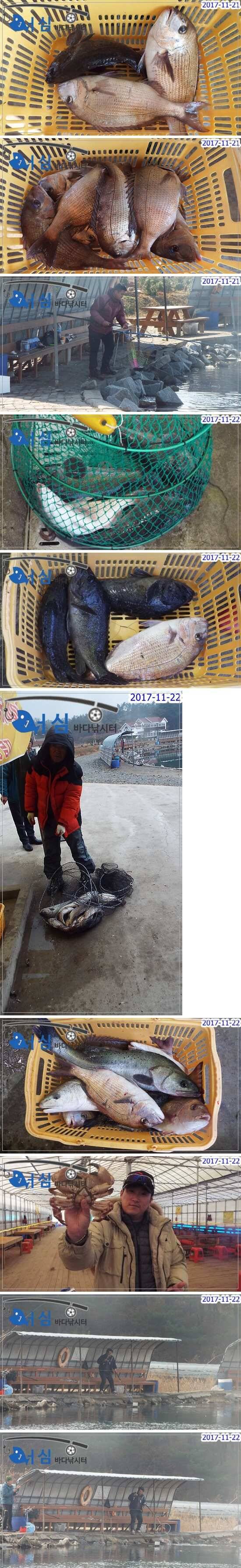 11월22일어심바다낚시터조황노지및하우스 (유료터정보 - 유료터점주조황)