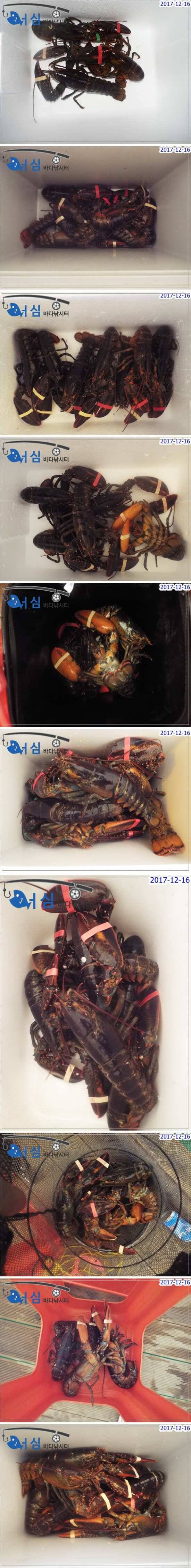 12월16일 어심바다낚시터조황 (유료터정보 - 유료터점주조황)