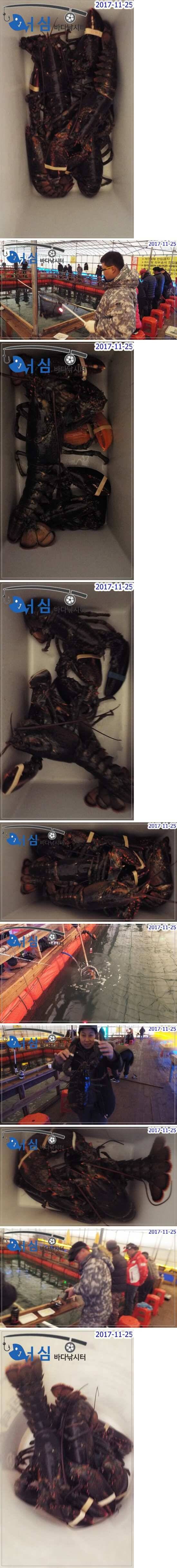 11월25일어심바다낚시터조황노지및하우스 (유료터정보 - 유료터점주조황)