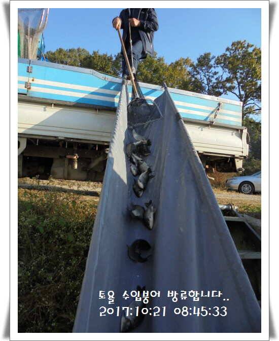 도심속의 작은 쉼터 화성 관리 낚시터입니다밤의 열정속으로 (유료터정보 - 유료터점주조황)
