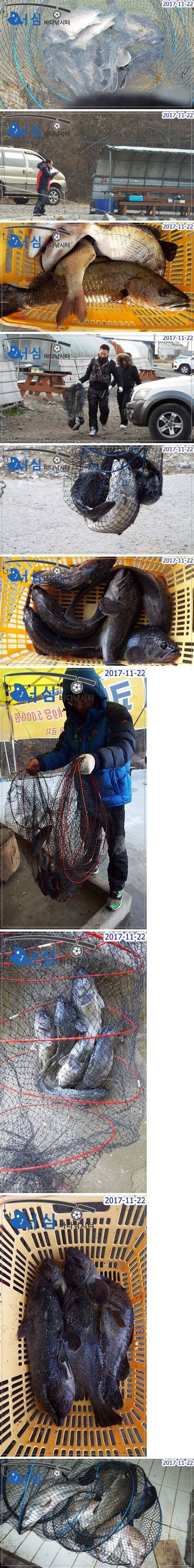 11월22일어심바다낚시터조황노지및하우스 (유료터정보 - 유료터점주조황)