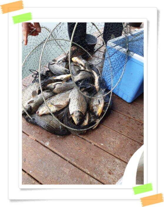 붕어낚시 양평 수곡낚시터 주중 조황 6월14일소식 (유료터정보 - 유료터점주조황)