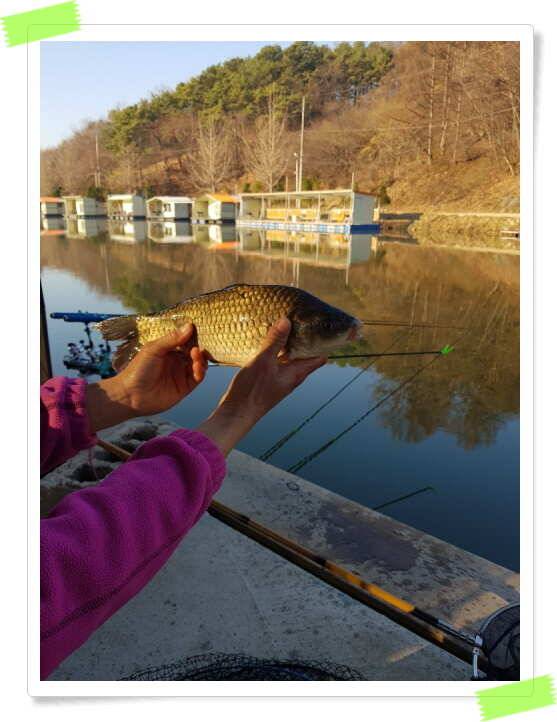 수곡낚시터 붕어들이 꾸준히 나와줍니다 (유료터정보 - 유료터점주조황)