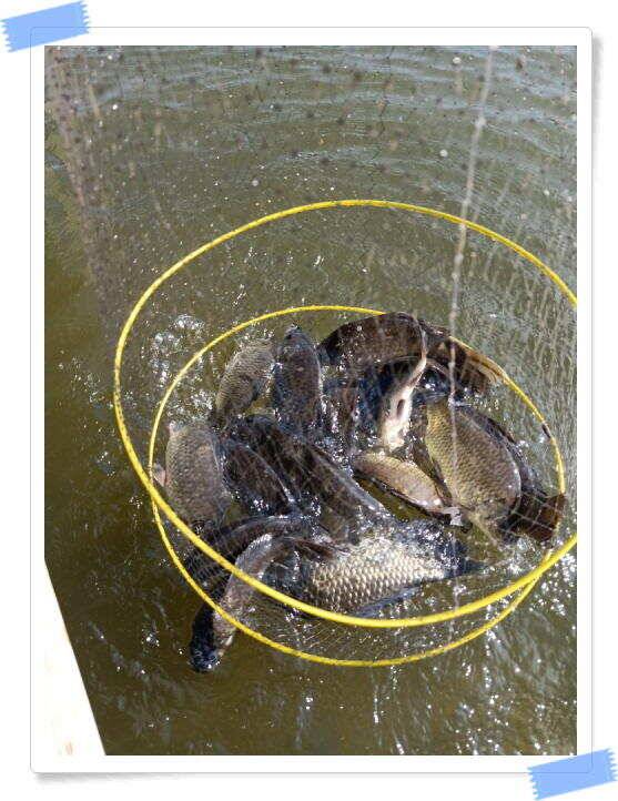 힐링 수곡낚시터 대박 붕어조황도 나와주고 꾸준합니다 오늘도 붕어방류 이어집니다 (유료터정보 - 유료터점주조황)