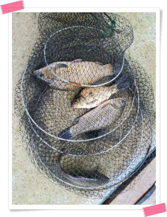 양평낚시터 힐링 수곡낚시터 오늘 붕어방류 및 조황 안내 7월30일 (유료터정보 - 유료터점주조황)