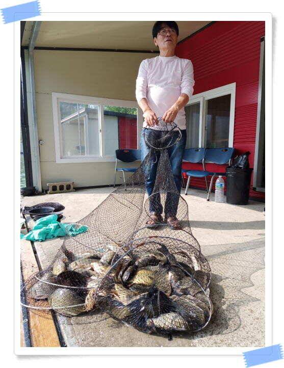양평 수곡낚시터 주중 붕어조황 오늘도 고르고 꾸준한 조황이 이어지네요 오늘 붕어방류 마쳤습니다 (유료터정보 - 유료터점주조황)