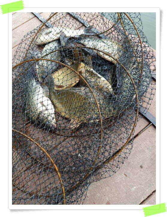 양평 힐링 수곡낚시터 6월28일 조황 소식 전해드립니다 토요일 붕어방류 이어집니다 (유료터정보 - 유료터점주조황)