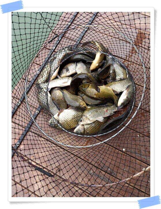 양평 수곡낚시터 주중 붕어조황 오늘도 고르고 꾸준한 조황이 이어지네요 오늘 붕어방류 마쳤습니다 (유료터정보 - 유료터점주조황)
