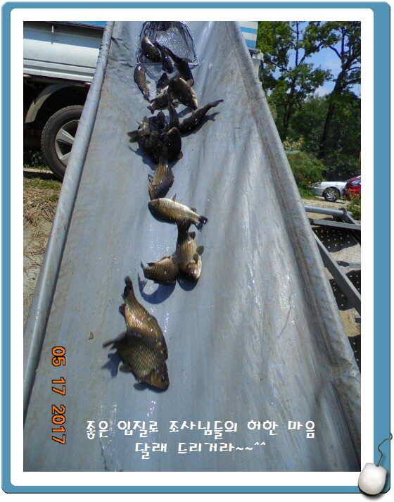 도심속의 작은 쉼터 화성 관리 낚시터입니다 (유료터정보 - 유료터점주조황)