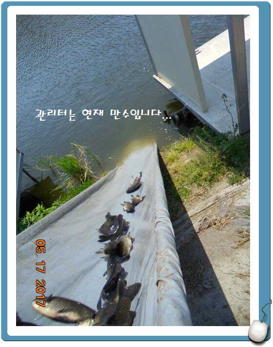 도심속의 작은 쉼터 화성 관리 낚시터입니다 (유료터정보 - 유료터점주조황)