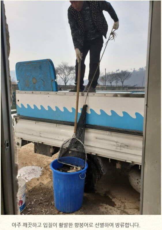 조치원 낚시터 하우스낚시 2019224주말 조황 안내입니다 (유료터정보 - 유료터점주조황)