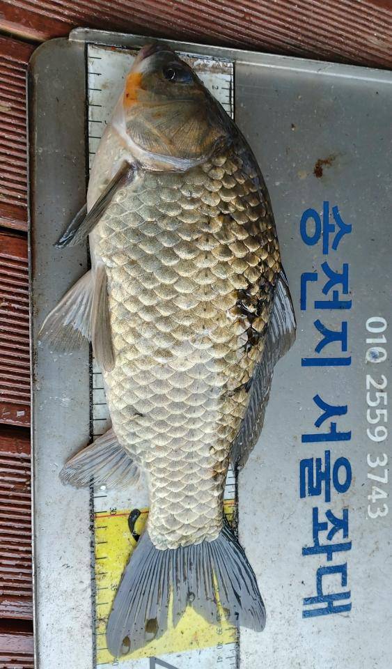 송전지서울집좌대5월16일조황 (유료터정보 - 유료터점주조황)