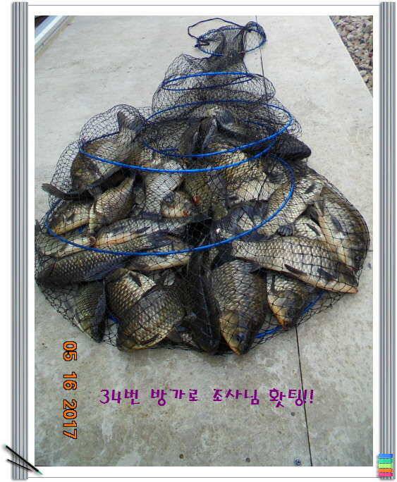 도심속의 작은 쉼터 화성 관리 낚시터입니다 (유료터정보 - 유료터점주조황)