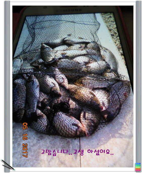 도심속의 작은 쉼터 화성 관리 낚시터입니다 (유료터정보 - 유료터점주조황)