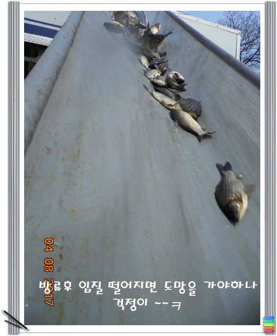 도심속의 작은 쉼터 화성 관리 낚시터입니다어제 못다한 이야기 (유료터정보 - 유료터점주조황)