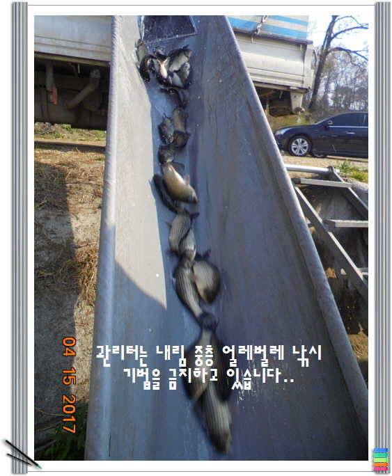 도심속의 작은 쉼터 화성 관리 낚시터입니다 (유료터정보 - 유료터점주조황)