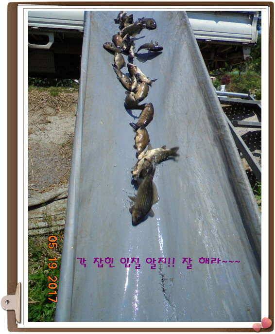 도심속의 작은 쉼터 화성 관리 낚시터입니다 (유료터정보 - 유료터점주조황)