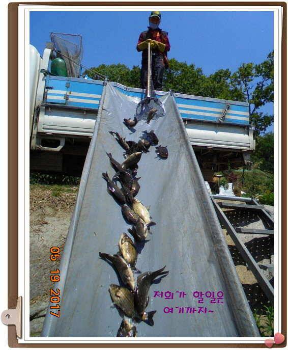 도심속의 작은 쉼터 화성 관리 낚시터입니다 (유료터정보 - 유료터점주조황)