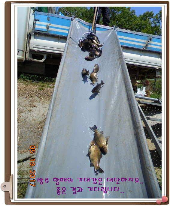도심속의 작은 쉼터 화성 관리 낚시터입니다 (유료터정보 - 유료터점주조황)