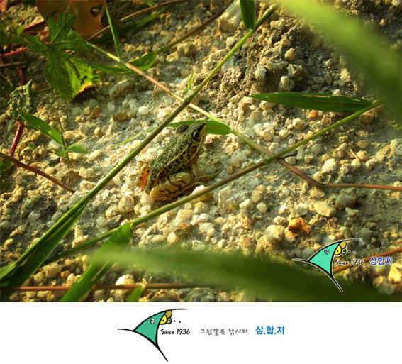 ■■ 삼합지 ■■ 입질이 너무해 (유료터정보 - 유료터점주조황)