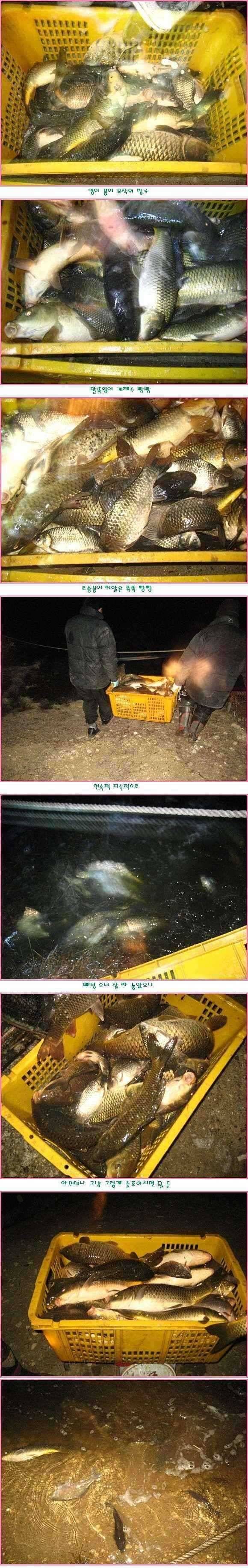 토종붕어랑말뚝잉어랑 (유료터정보 - 유료터점주조황)