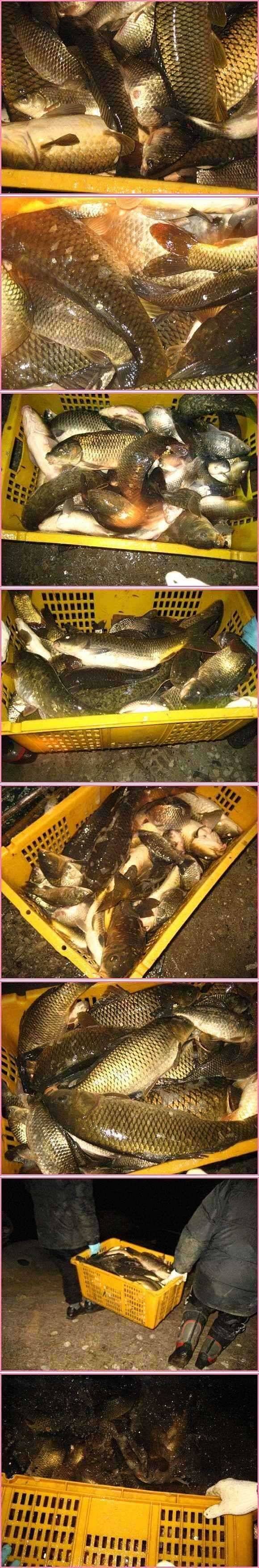 토종붕어랑말뚝잉어랑 (유료터정보 - 유료터점주조황)