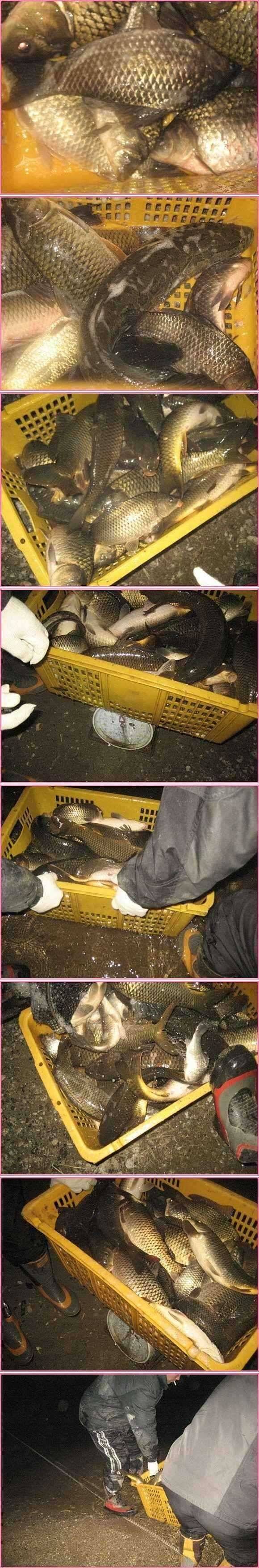 융단폭격 (유료터정보 - 유료터점주조황)
