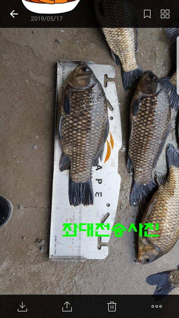 신원낚시터 토종대물 소식입니다 (유료터정보 - 유료터점주조황)