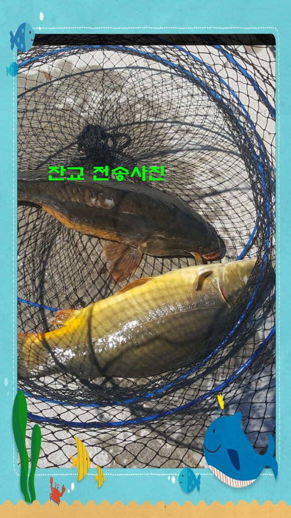 신원낚시터 8월 첫쨋주 조황 소식입니다 (유료터정보 - 유료터점주조황)