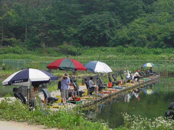 용인 최고의 조황 맹골낚시공원 손맛터 (유료터정보 - 유료터점주조황)
