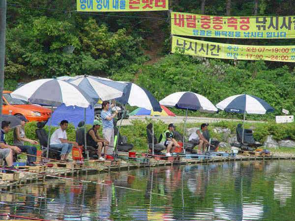 용인 최고의 조황 맹골낚시공원 손맛터 (유료터정보 - 유료터점주조황)