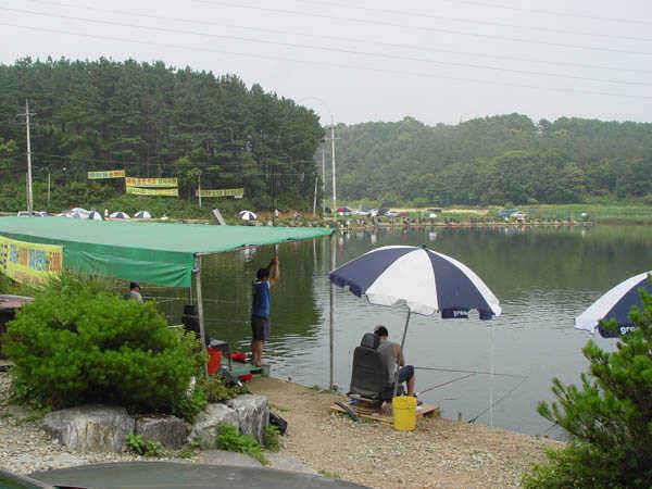 용인 최고의 조황 맹골낚시공원 손맛터 (유료터정보 - 유료터점주조황)