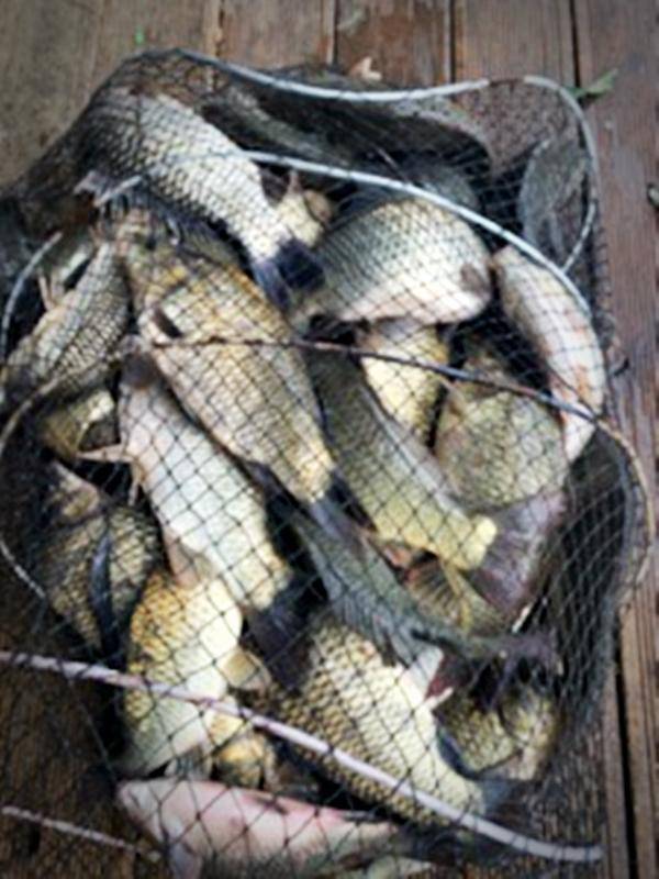 반제지 200수 (유료터정보 - 유료터점주조황)