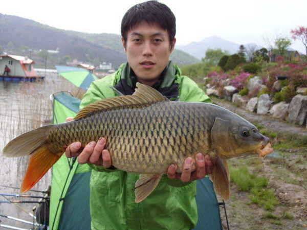 국화지 4월 네째주말 조황 (유료터정보 - 유료터점주조황)