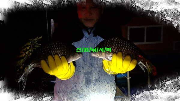신원낚시터11월둘쨋주 조황소식과 토종붕어 방류동영상 (유료터정보 - 유료터점주조황)