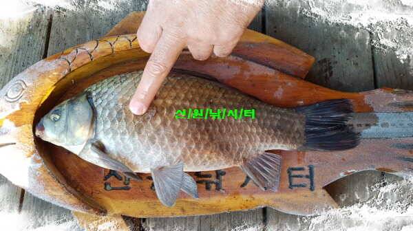 신원낚시터11월둘쨋주 조황소식과 토종붕어 방류동영상 (유료터정보 - 유료터점주조황)