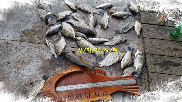 신원낚시터9월넷쨋주 48센티 토종대물 조황소식 (유료터정보 - 유료터점주조황)