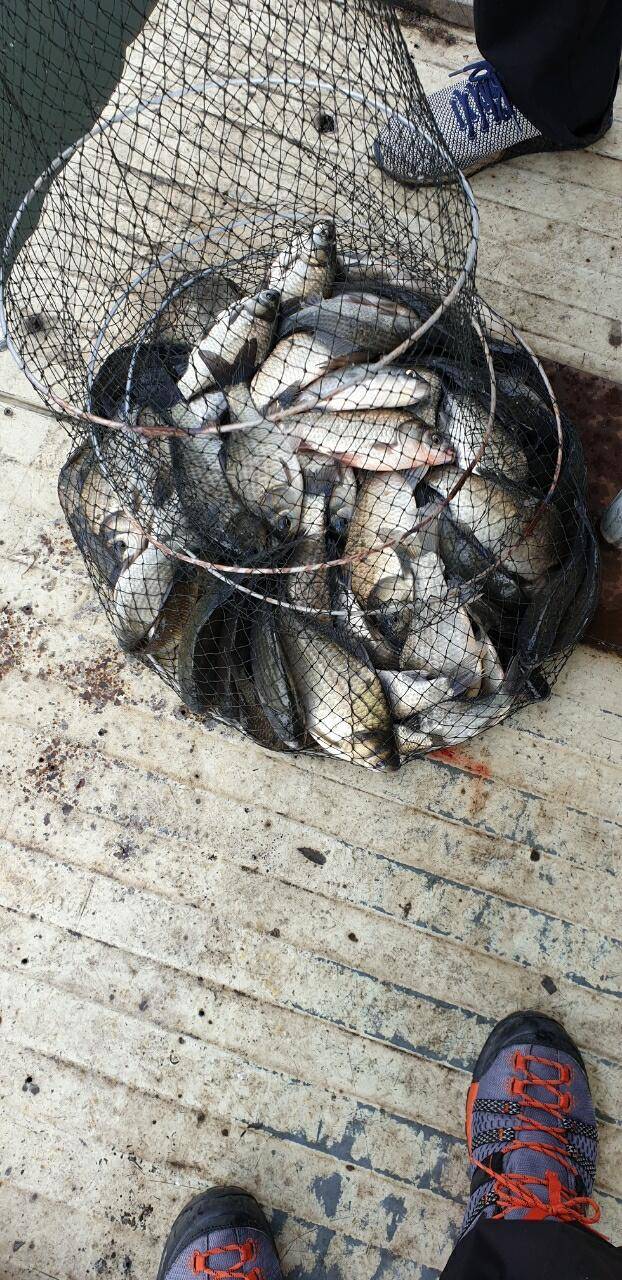 아산 안골지 4짜 대물 붕어 입니다 (유료터정보 - 유료터점주조황)