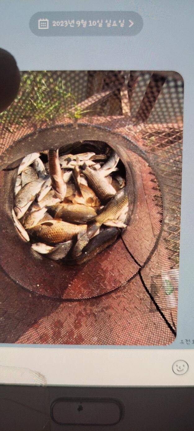 가까운 가족 손맛터 통삼 낚시터 소식입니다 (유료터정보 - 유료터점주조황)