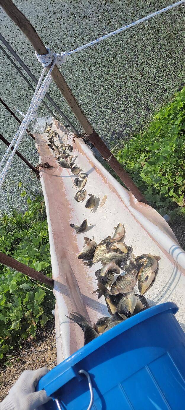 가을이 다가온 통삼에서 손맛 찌맛 즐기세요 (유료터정보 - 유료터점주조황)